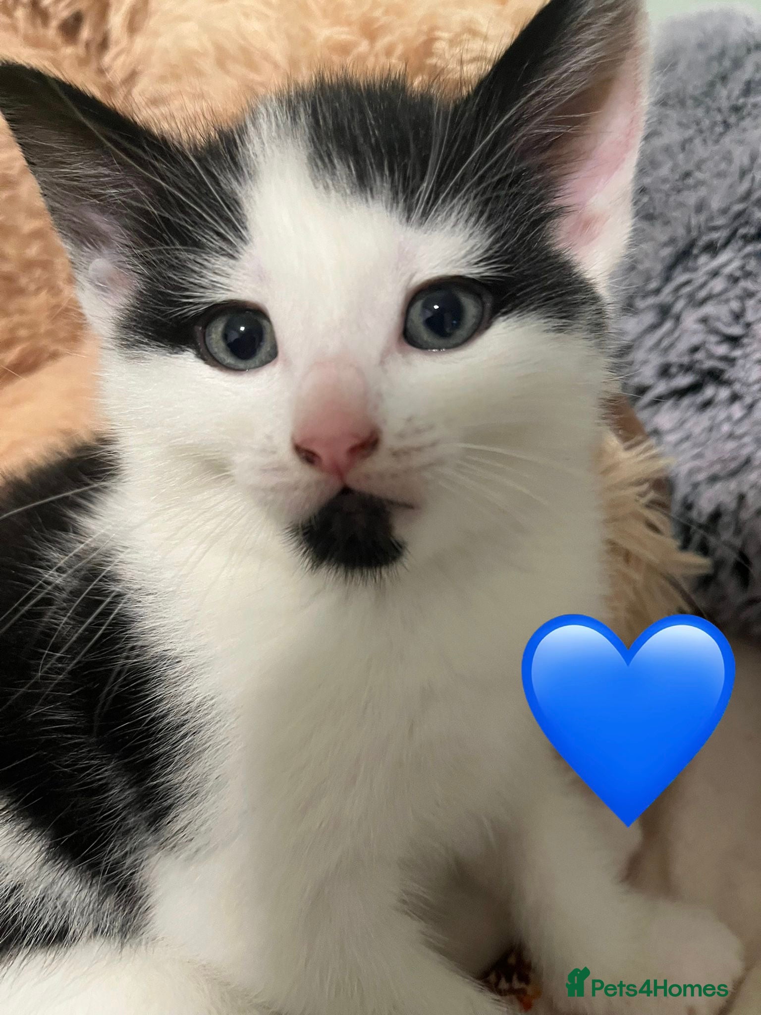 Mixed Breed cats Kittens - Advert 2