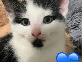 Mixed Breed cats Kittens - Advert 2