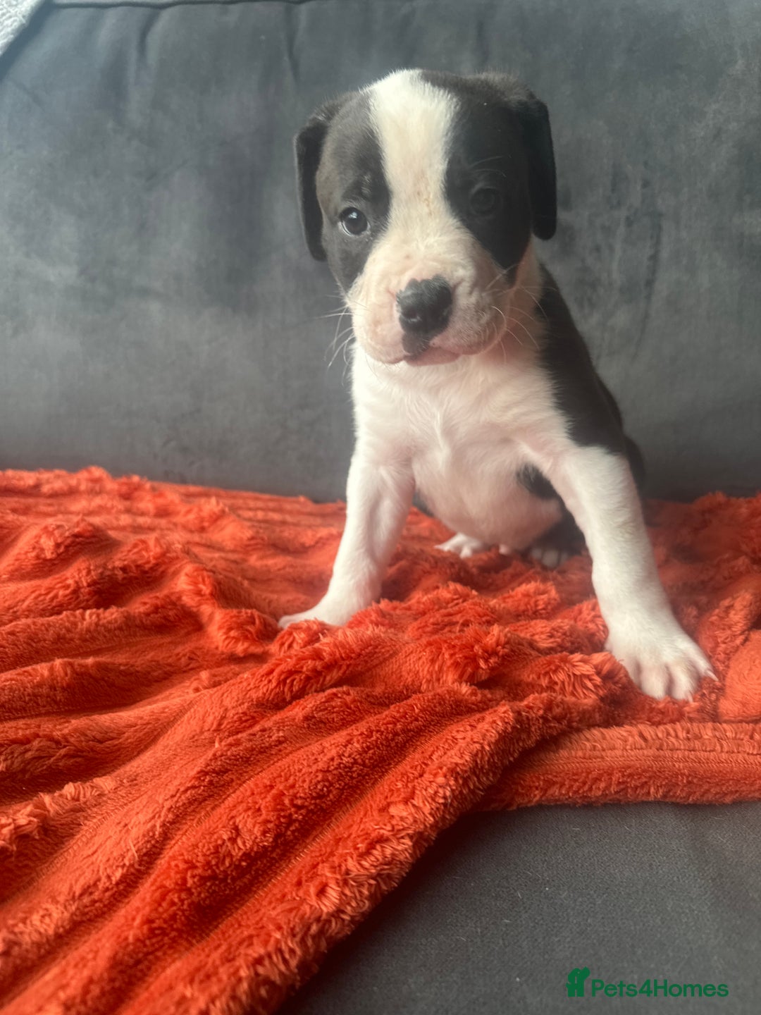 Mixed Breed dogs for sale: Cane corso x staffy  - Image 37