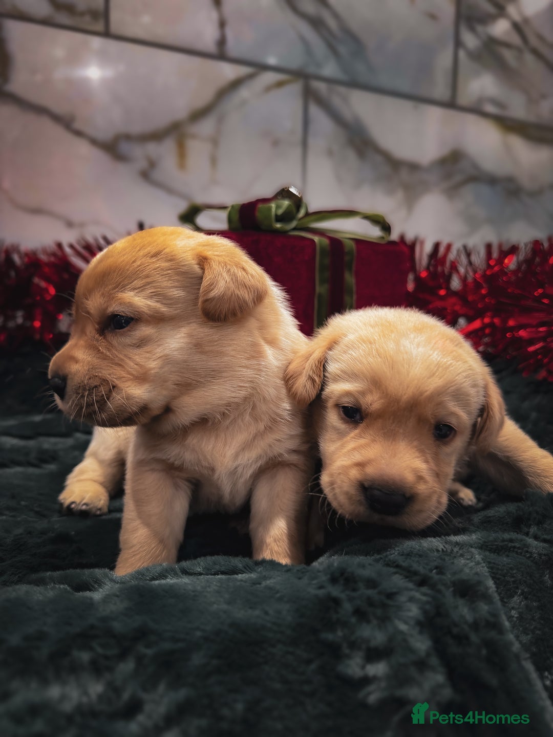 Labrador Retriever dogs for sale: Gorgeous Half Show KC Labrador Retriever Puppies - Advert 7