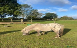 Shetland pony horses for sale: Thea - Dun Leopard Spotted Shetland  - Advert 3