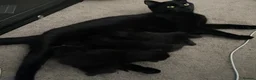 Domestic Shorthair cats for sale: Beautiful domestic shorthairs in Eastbourne - Advert 10