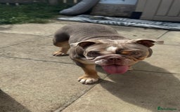 English Bulldog dogs for sale: Lilac English British Bulldog  - Image 1