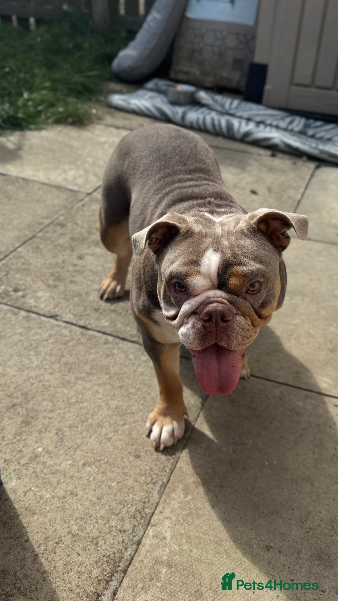 English Bulldog dogs for sale: Lilac English British Bulldog  - Image 1
