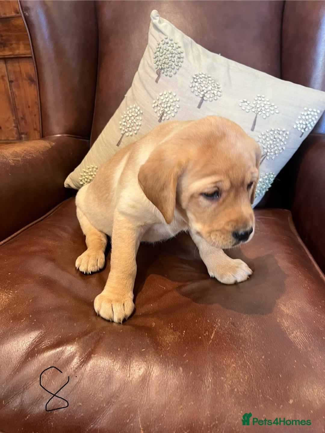 Labrador Retriever dogs for sale: Fox Red/Golden Labrador Puppies  - Image 14