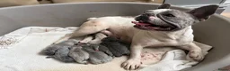 French Bulldog dogs for sale: french bulldog puppies  in Bridgwater - Advert 2