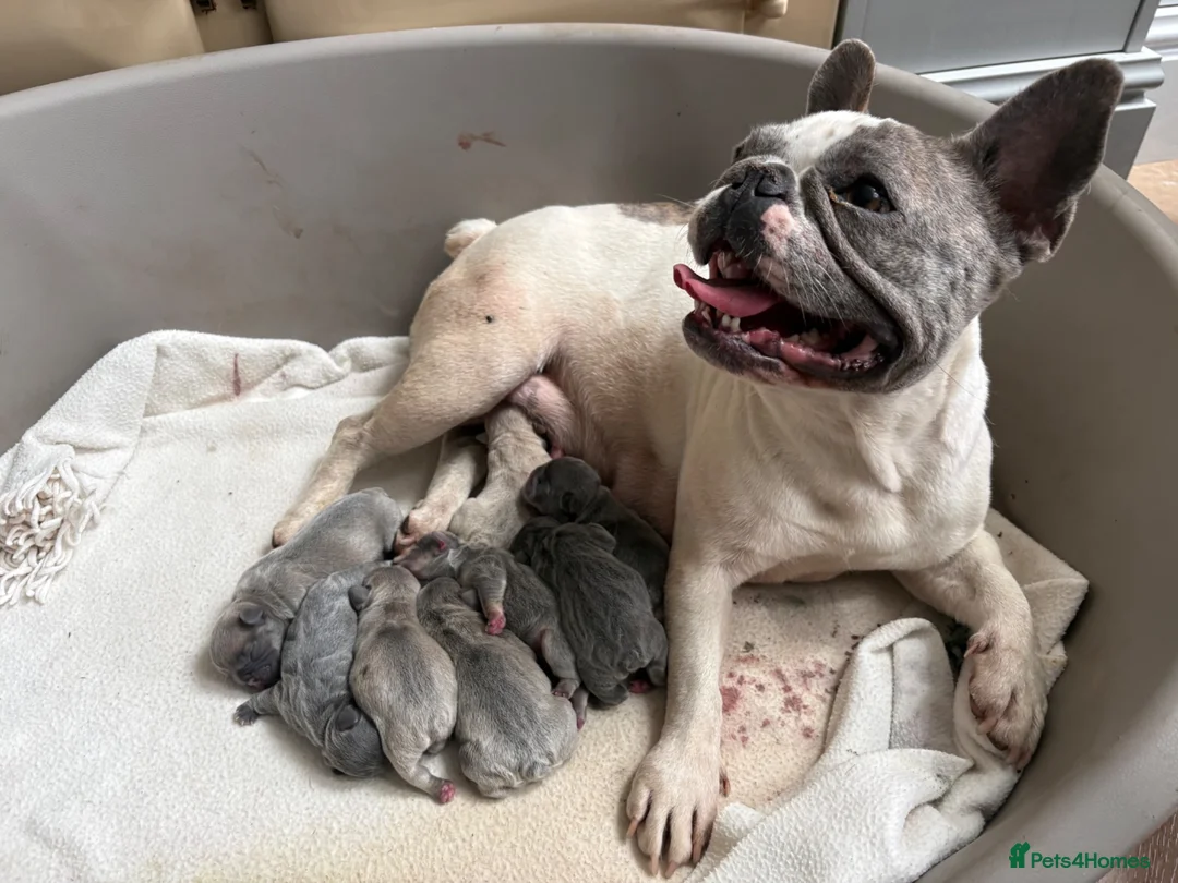 French Bulldog dogs for sale: french bulldog puppies  in Bridgwater - Advert 2