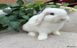 Mini Lop rabbits for sale: Mini lops for sale *ready to leave now* - Image 2