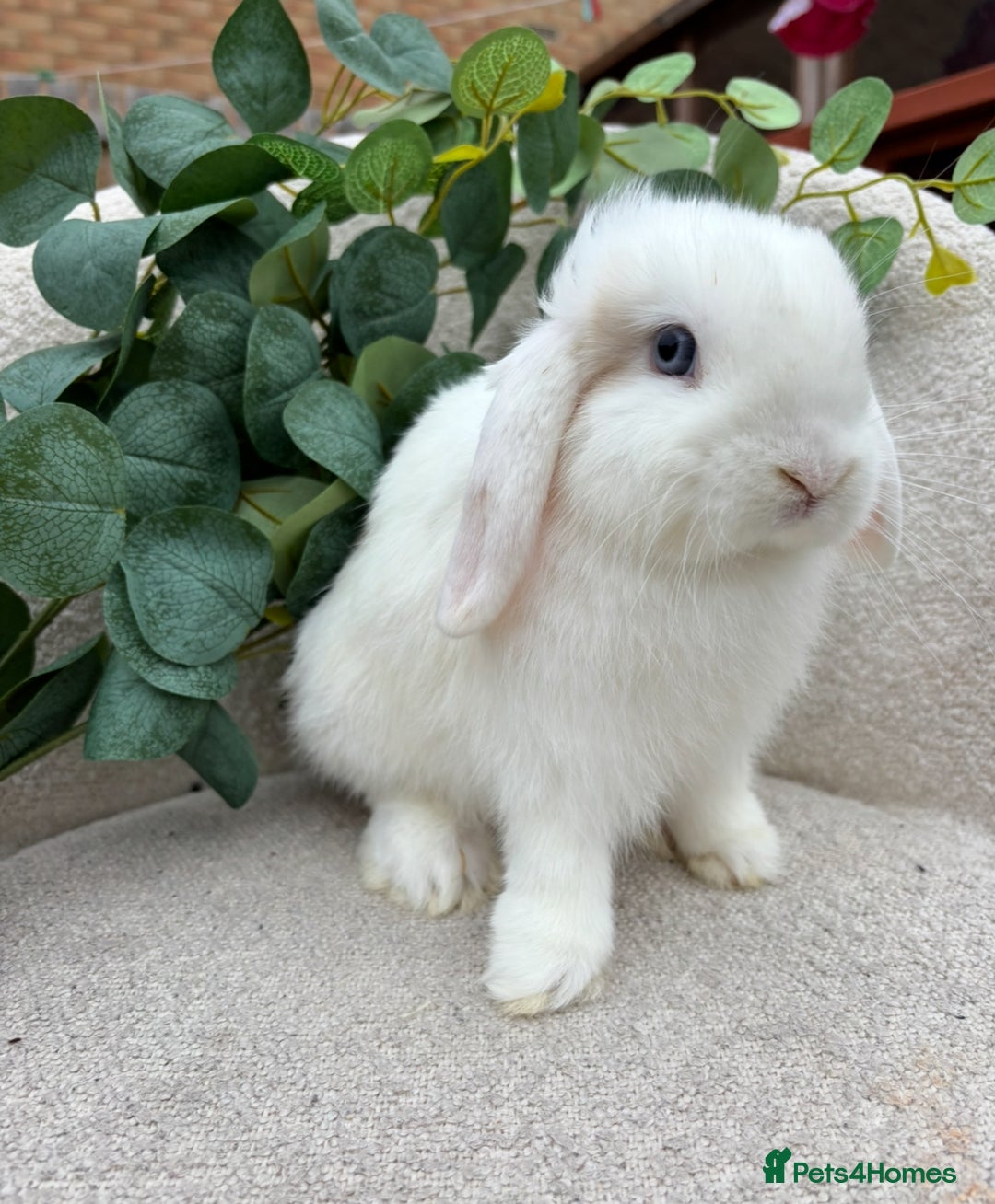 Mini Lop rabbits for sale: Mini lops for sale *ready to leave now* - Image 2