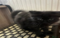 British Shorthair cats for sale: British cross domestic cat  - Image 5