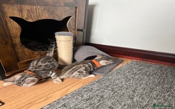 Bengal cats for sale: 🐾 TICA Registered Bengal Kittens 🐆🥰 - Image 14