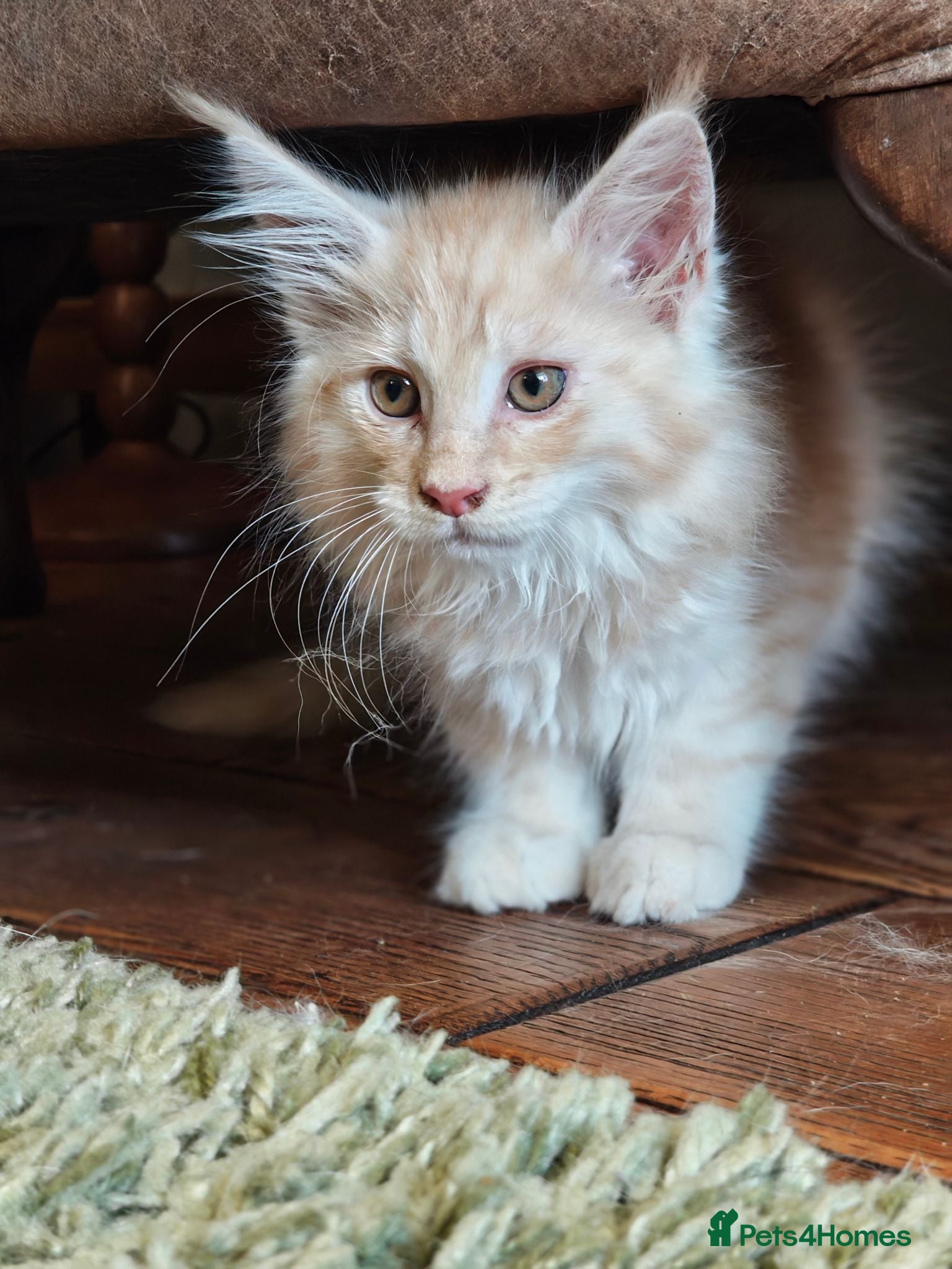 Maine Coon cats TICA registered Pedigree Maine Coon kittens - Advert 7