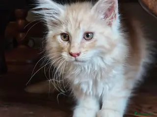 Maine Coon cats TICA registered Pedigree Maine Coon kittens - Advert 7