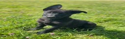 German Shepherd dogs for sale: Working-Line German Shepherd Puppies - Cornwall - Advert 6