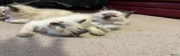 Ragdoll cats for sale: Pure Ragdoll kittens - Advert 13