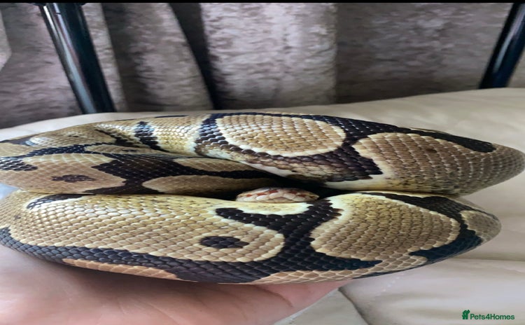 Snake reptiles - Advert 1