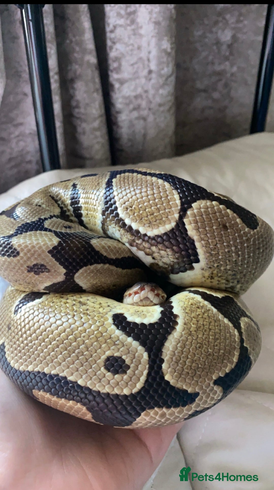 Snake reptiles for sale: Royal Python  - Image 1