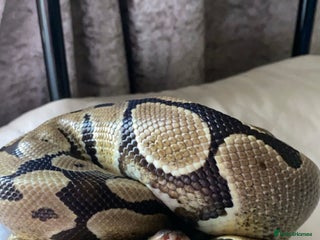 Snake reptiles - Advert 37