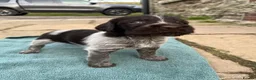 German Wirehaired Pointer dogs for sale: GWP puppies - Advert 9