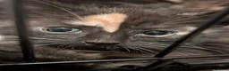 Domestic Shorthair cats for sale: 2 Beautiful Kittens in Southampton - Advert 8