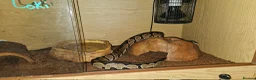 Python Snake reptiles for sale: For sale male calico royal python  - Advert 10