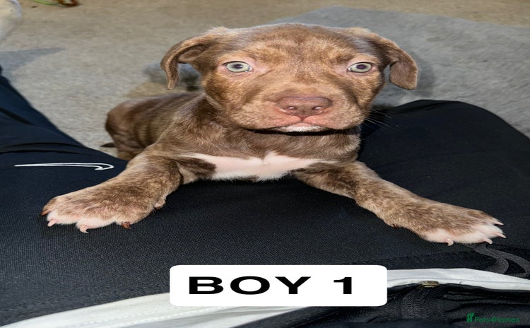 American Bulldog dogs - Advert 2