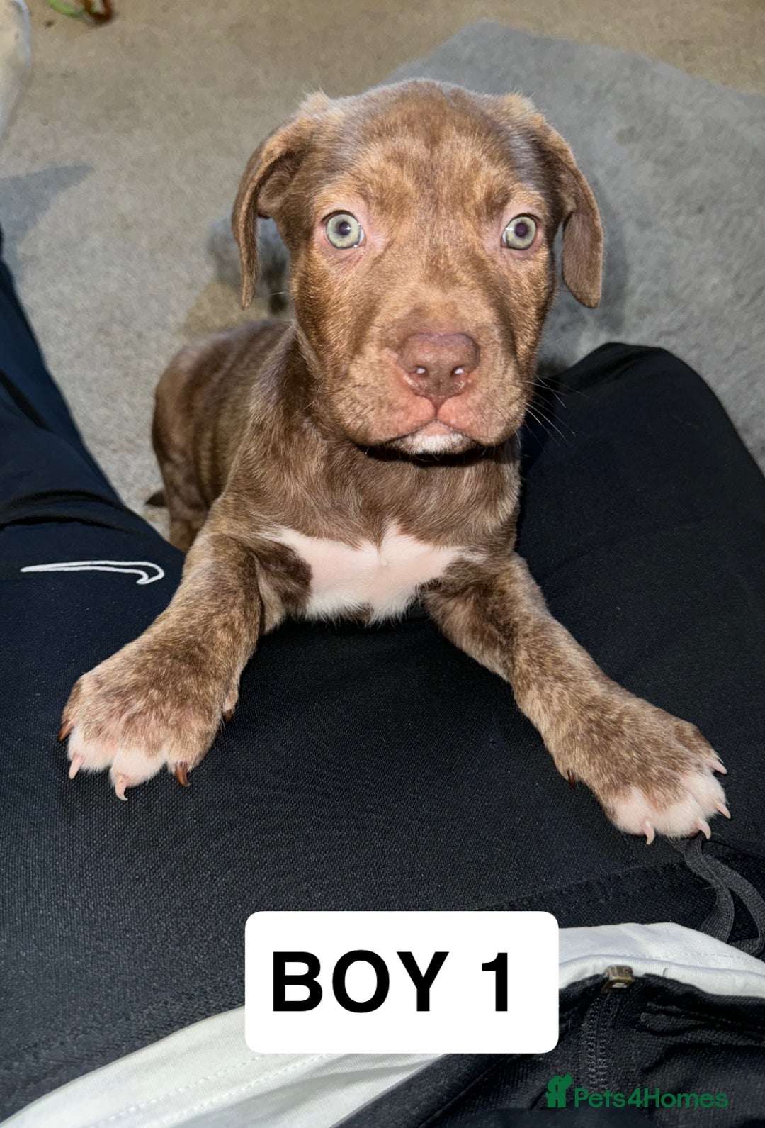American Bulldog dogs for sale: American bulldog mastiff bloodline puppies  - Image 1