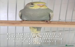 Budgerigars birds for sale: Superb home bred beautifully coloured baby budgies - Image 10