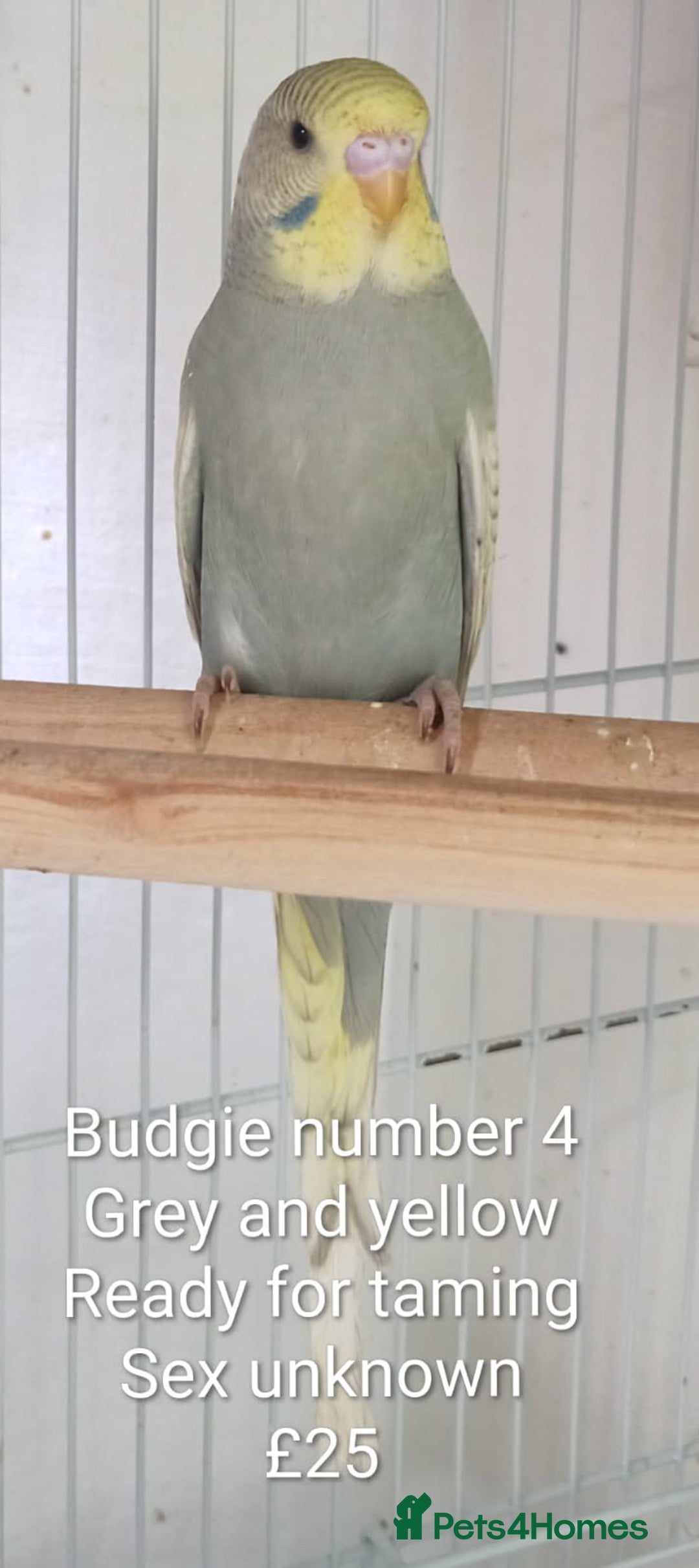 Budgerigars birds for sale: Superb home bred beautifully coloured baby budgies - Image 10