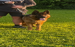 German Shepherd dogs for stud: Kc reg PROVEN Champion bloodline male for stud  in Oldham - Image 5