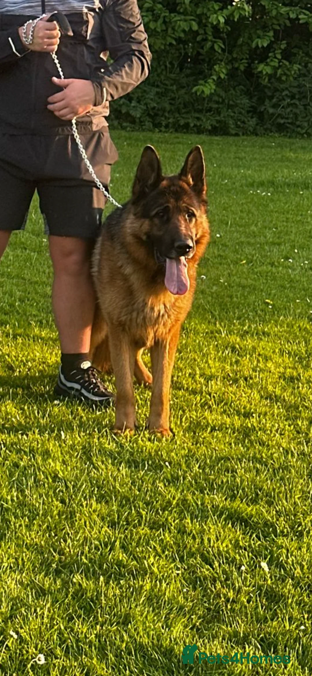 German Shepherd dogs for stud: Kc reg PROVEN Champion bloodline male for stud  in Oldham - Advert 5