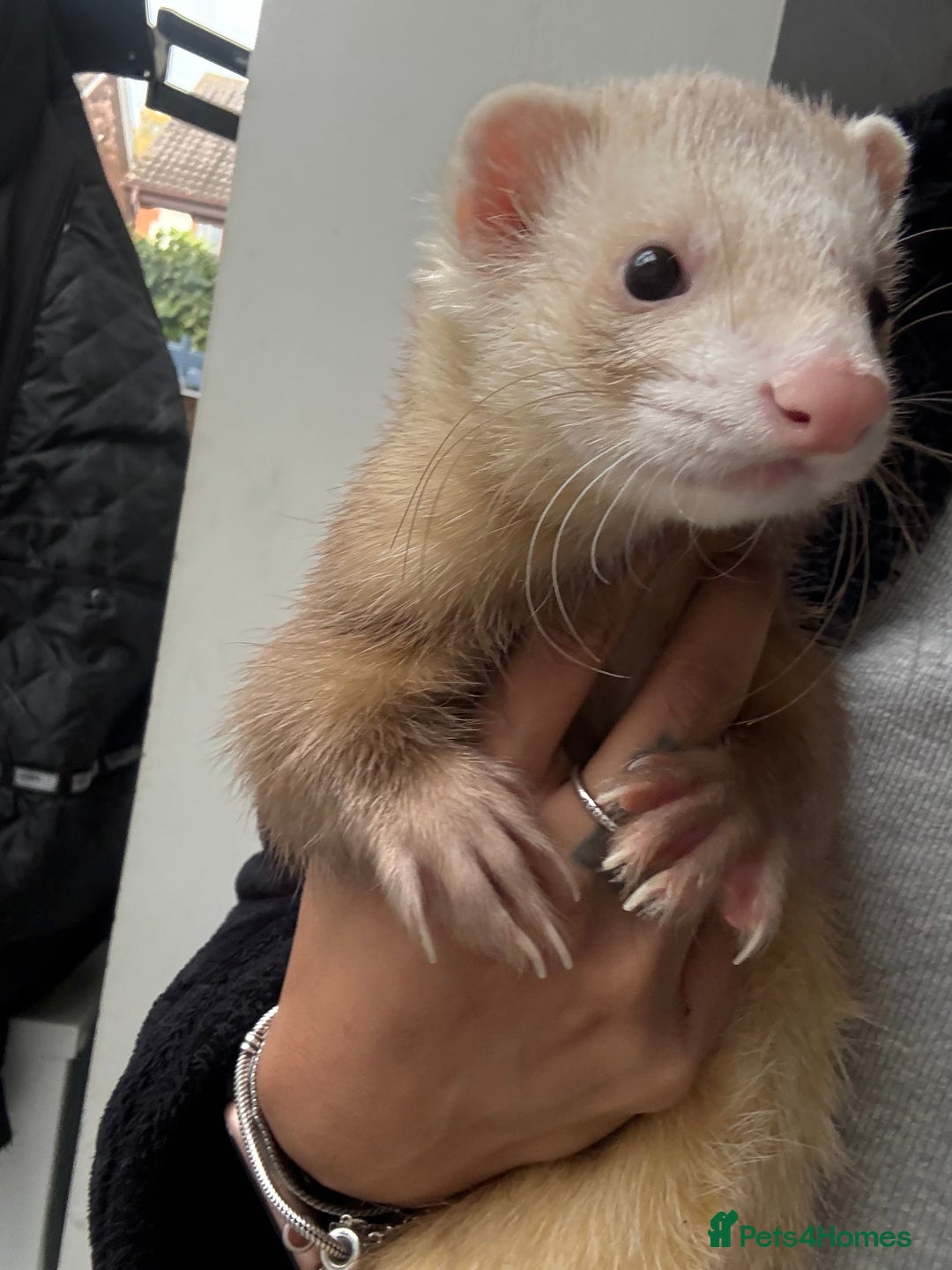 Angora rabbits for sale: 2 Male  - Advert 5
