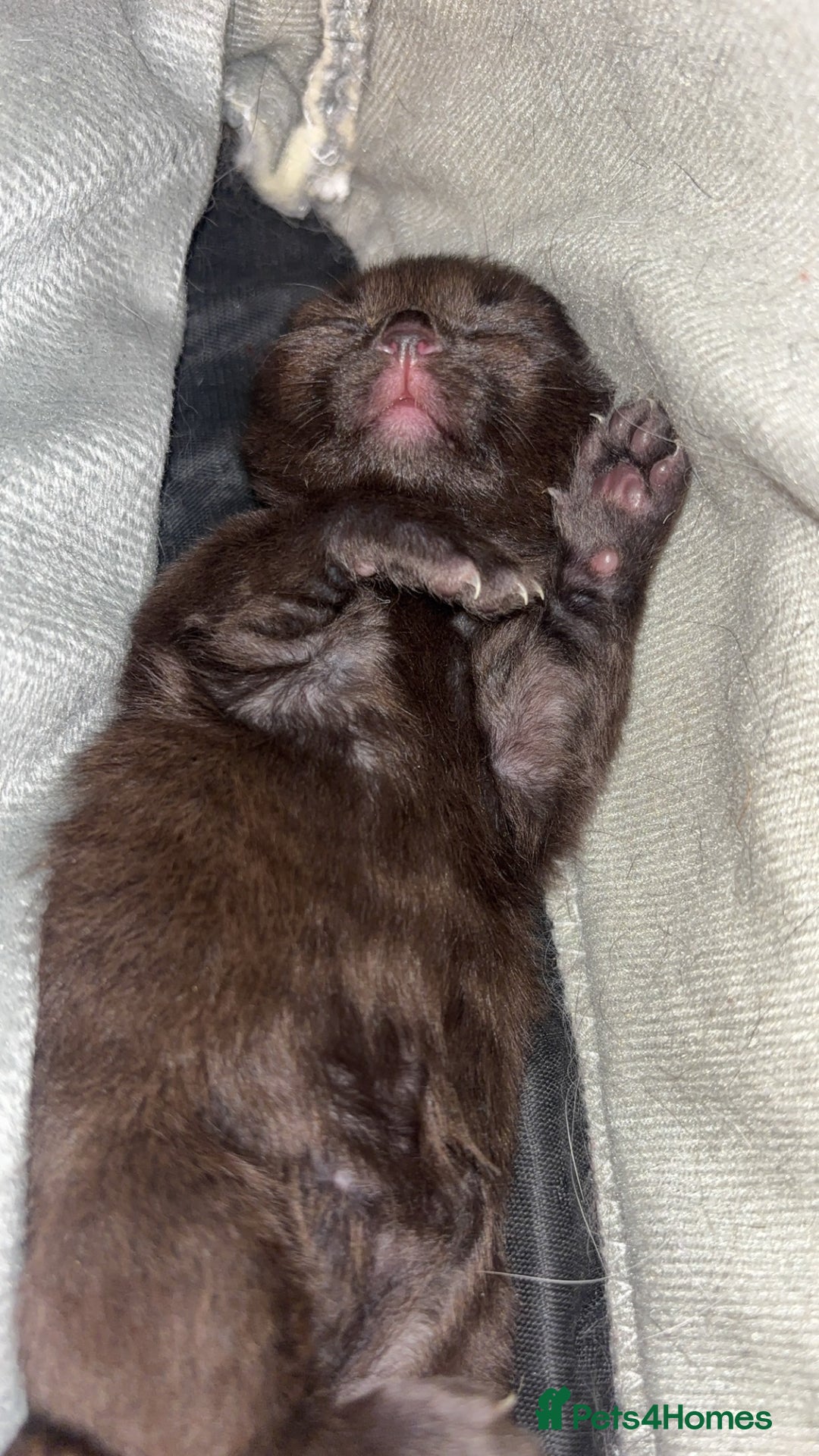 British Longhair cats for sale: Brown cat and tabby cat - Image 4