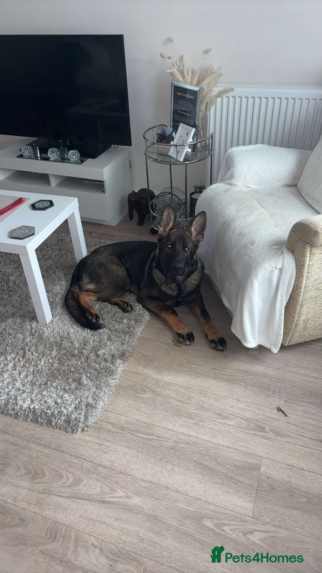 German Shepherd dogs for sale: Sable German shepherd for sale - Image 4
