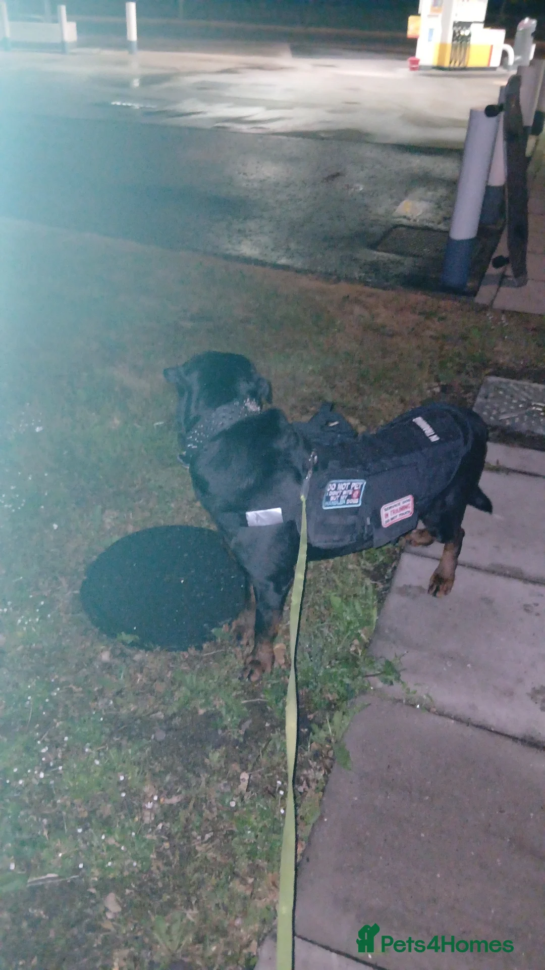 Rottweiler dogs for stud: Male rottweiler stud in Liverpool - Image 8