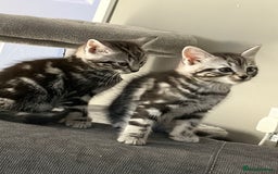 Mixed Breed cats for sale: 5 cute kittens for sale.  - Image 4