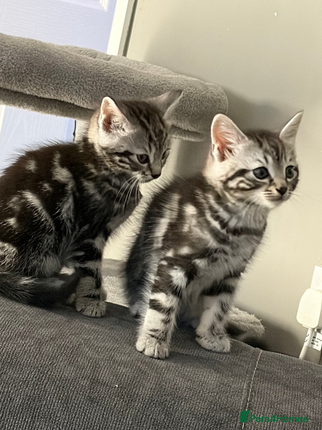 Mixed Breed cats for sale: 5 cute kittens for sale.  - Image 4