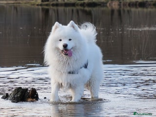 Samoyed dogs - Advert 2