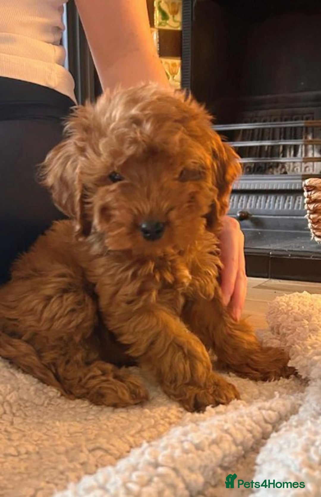 Cockapoo dogs for sale: Cockapoo girl red f1  - Advert 1