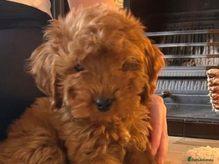 Cockapoo dogs Cockapoo girl red f1 - Advert 6