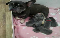 French Bulldog dogs for sale: BEAUTIFUL FRENCH BULLDOG PUPPIES  - Image 1