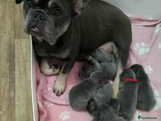 French Bulldog dogs - Advert 2