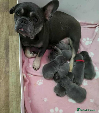 French Bulldog dogs - Advert 1