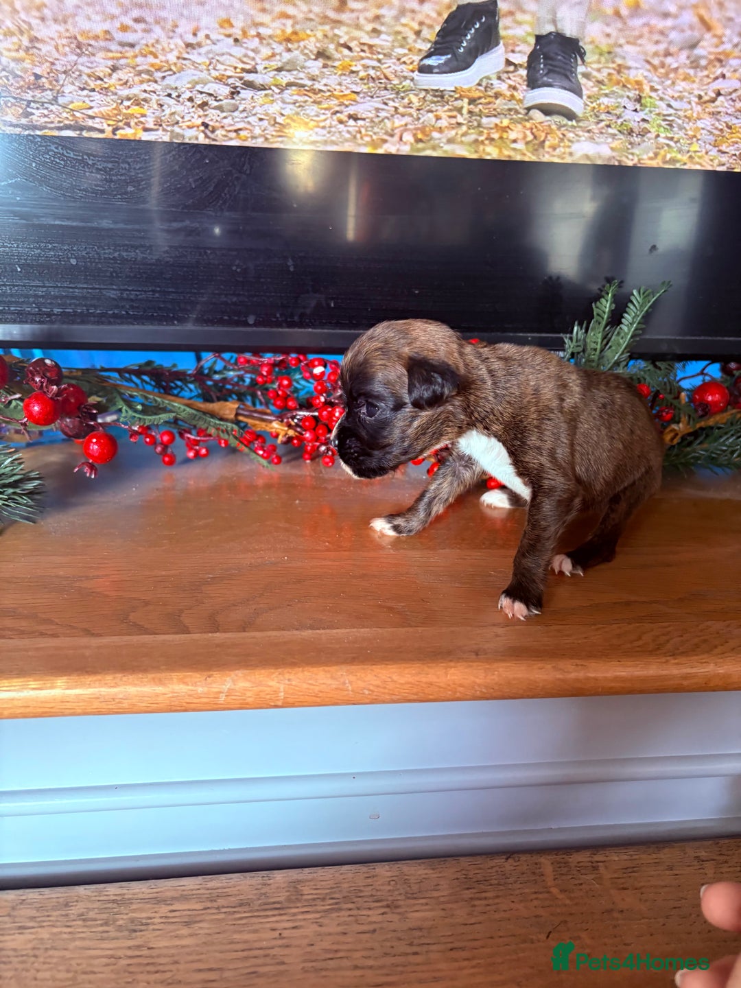 Boxer dogs for sale: KC registered boxer puppies  - Advert 2