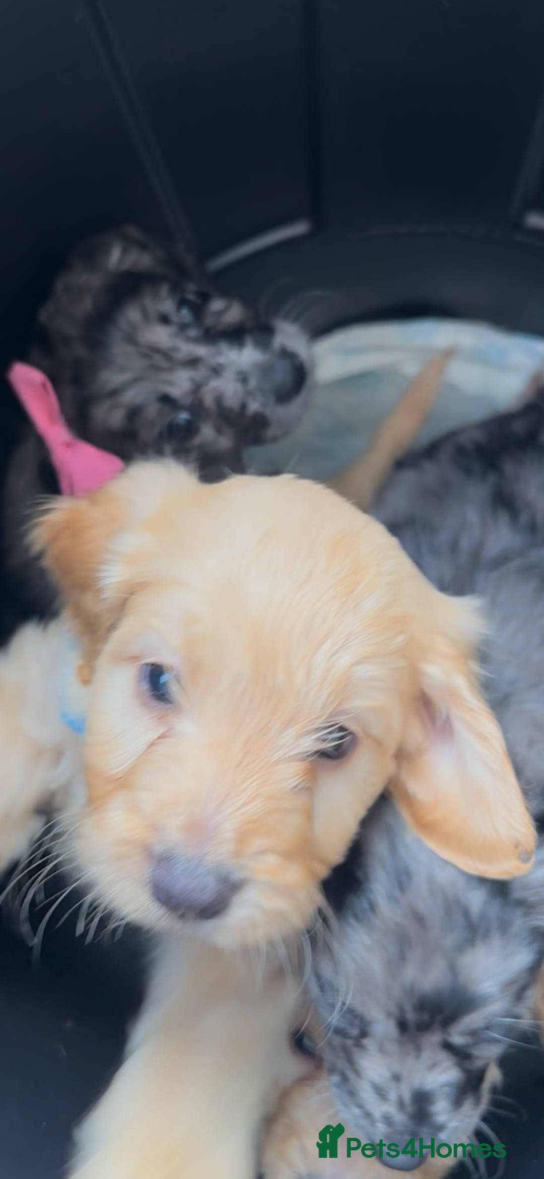 Mixed Breed dogs for sale: Beautiful Sproodle puppies stunning  - Image 27