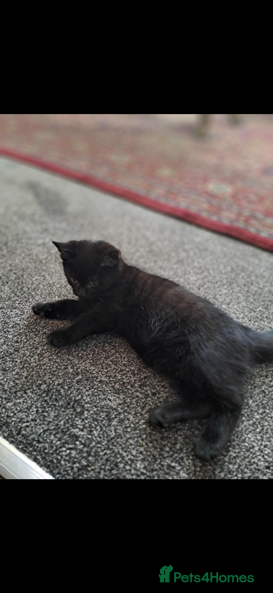 Mixed Breed cats for sale: Kittens 2 girls left - Image 4