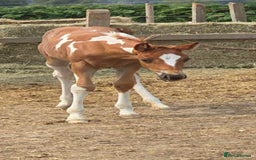 Paint horses for sale: Red Roan Tobiano Filly.   - Image 2