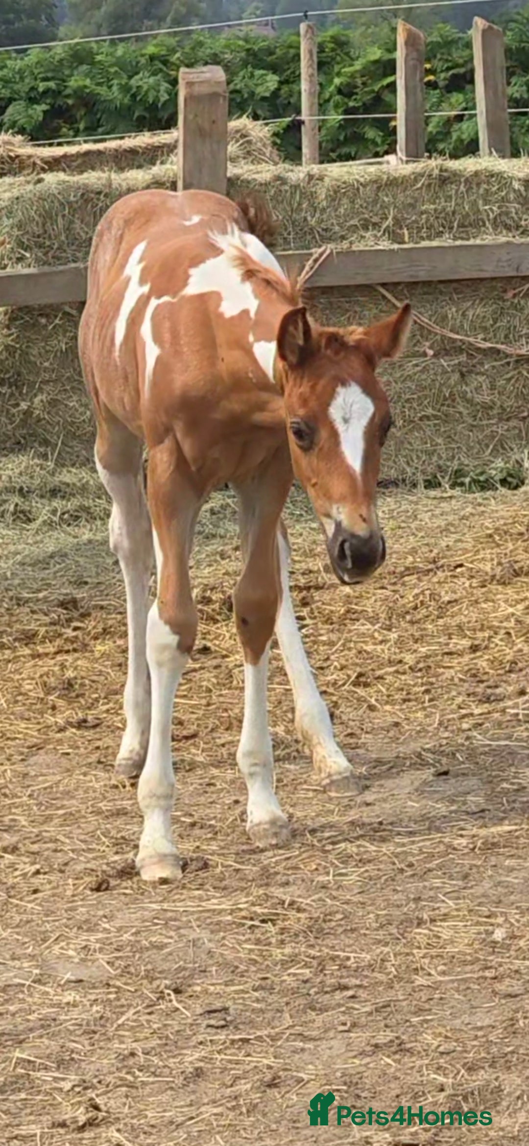 Paint horses for sale: Red Roan Tobiano Filly.   - Image 2