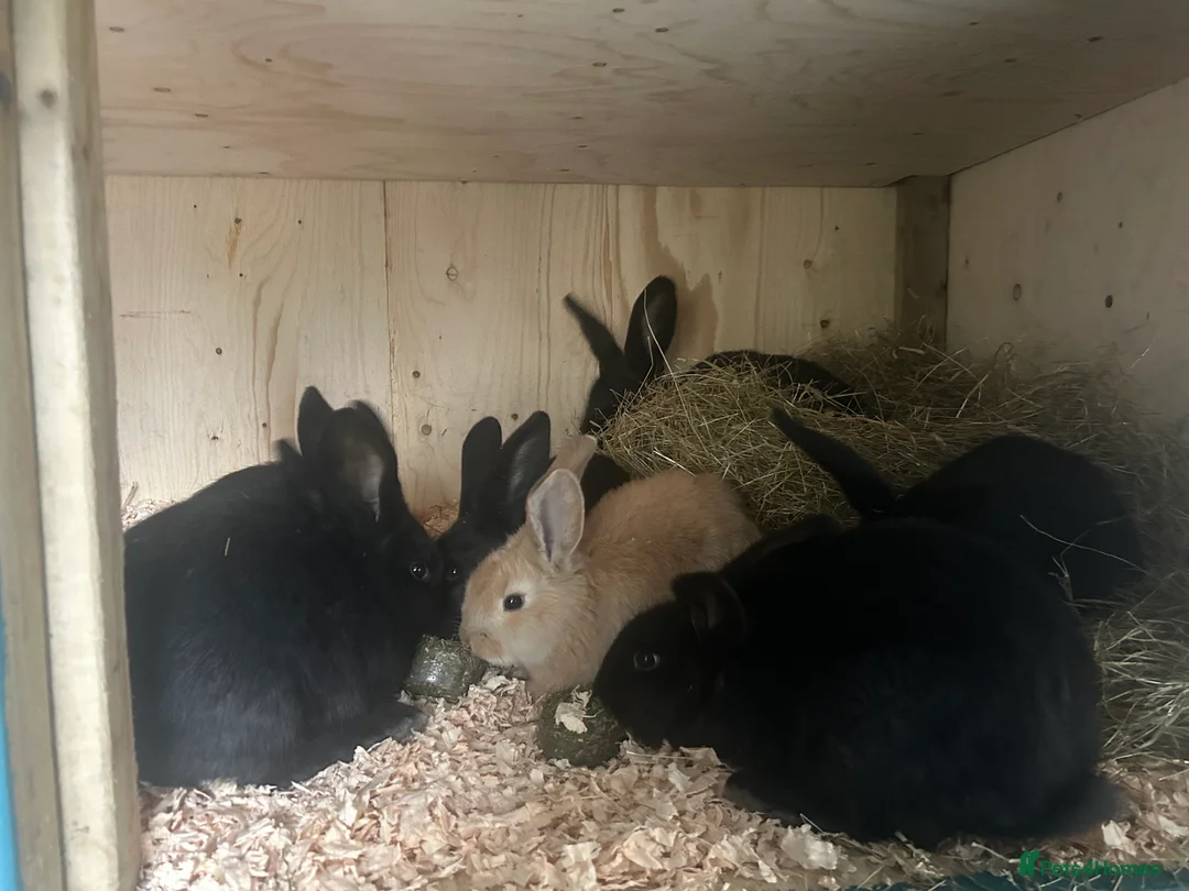 Continental Giant rabbits for sale: Continental giant doe ready now  - Advert 2