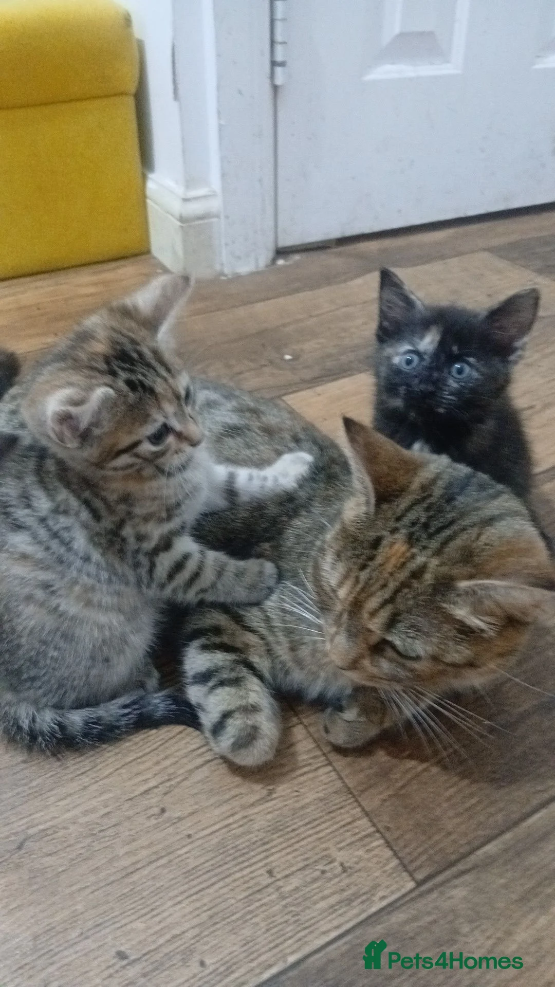 Mixed Breed cats for sale: 4 beautiful kittens ready to reserved  - Advert 2